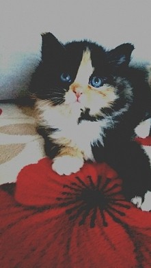 szukam imienia dla kotki :D Oryginalne ale nie zbyt trudne ;) z góry dziękuję <3