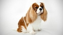 Jeden z najdroższych psów na świecie, czyli Cavalier King Charles Spaniel.