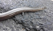 zaskroniec o-o (sama zrobił...