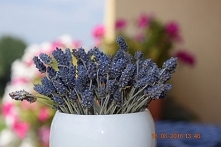 Lawenda z ekologicznej uprawy