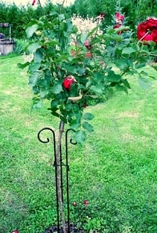 Pnące róże w ogrodzie: trudno je utrzymać, ale są warte tego wysiłku. Wyglądają pięknie!