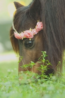 Przepiękny <3 
Źródło: BigleyPhotography