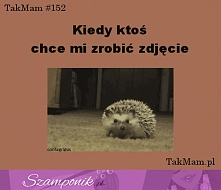 jeżyk