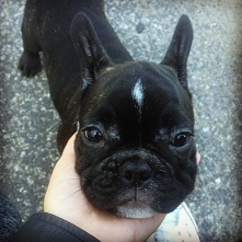 french bulldog moj mały diabełek 