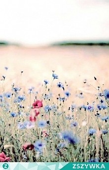 stokrotka rosła polna, a nad nią szumiał gaj...