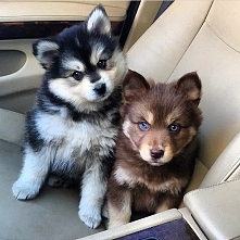 A co powiecie na takich pas...