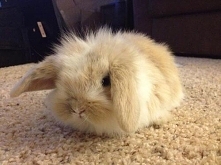 Taki malutki puchacz ^.^