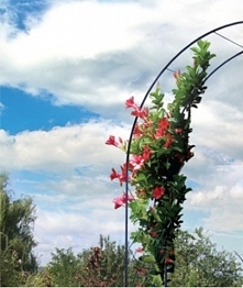 Wśród zalet pergoli metalowych wymienia się najczęściej ich wyjątkową trwałość, niewielką wagę i łatwość montażu. Najczęściej komponuje się je w roślinami o gęstym listowiu i ja...