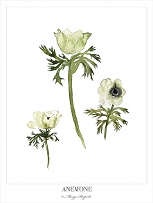 Anemone,print 30x40 cm