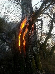 ogień w środku pnia