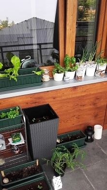 Ogródek na balkonie? Czemu nie!