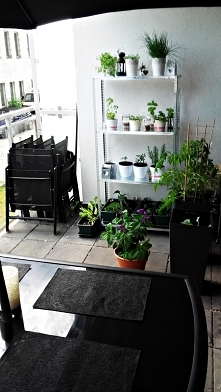 Balkonowy warzywniak (a jaki zapach!)