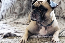 Jeżeli chcesz kupić buldoga francuskiego? 
To ten post jest właśnie dla was ?