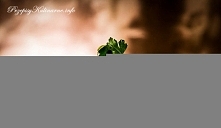 Spaghetti, oliwki i pomidory