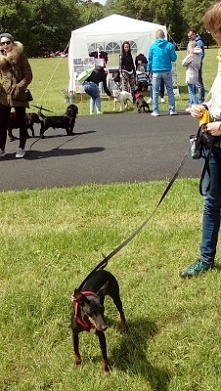 Agresywny pies? Klik w zdjęcie