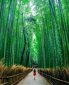 Ścieżka bambusowa w Japonii