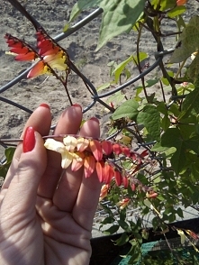 Mina ;) z ziarenka. Słabe zdjęcie, na żywo wygląda bardziej "ognisto" ;)