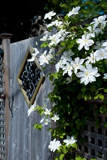 Przepiękny powojnik i jeszcze ta furtka....