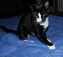 Było małe słodkie, a teraz... DIABOŁ