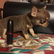 malutki szczeniaczek