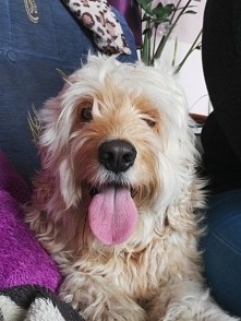 Moj Skarb - tuż przed wizytą u fryzjera :)