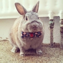 11 najbardziej uroczych króliczków, jakie kiedykolwiek widziałaś. Poprawią Ci humor!