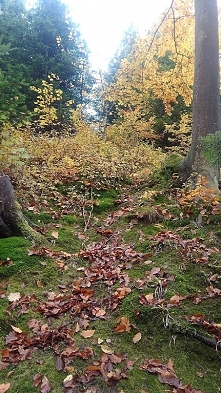 nieliczne dni październikow...