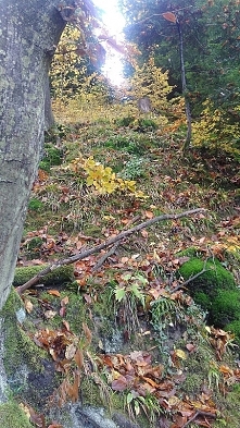 uwielbiam jesień :)