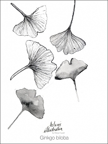 Ginkgo biloba |30x40 cm