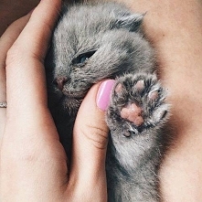 Kotek - Kliknij w zdjęcie aby zobaczyć więcej