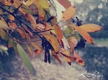 Zdjęcie mojego autorstwa ♡ ahh....ta jesień.