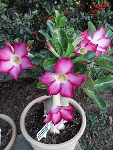 Róża pustyni - Adenium soma...