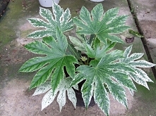 FATSJA JAPOŃSKA VARIEGATA