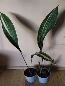 Aspidistra wyniosła  zwana ...
