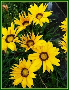 gazania