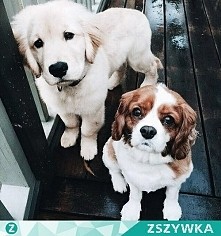 Który słodszy ?? ❤❤