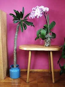 Trochę urban junge w wersji Bovem.