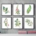 zestaw obrazków. rośliny (format A4) - 6 szt.