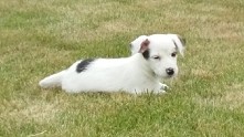 Mój jack russell terrier 
