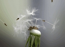 dmuchawce, latawce...