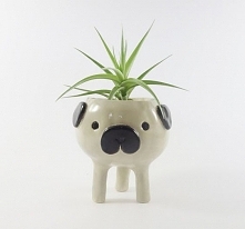 dog pot