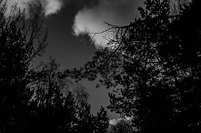 #6 #MyPhoto #BlackAndGrey #Trees