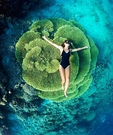 Koralowiec na wyspie Bunaken, Indonezja