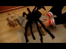 Oczekiwania vs Rzeczywistość: HALLOWEEN