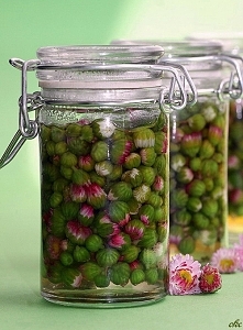 Marynowane pączki stokrotek...