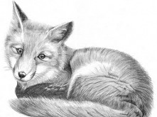 Słodziutki lisek :D