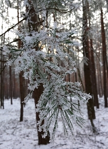Zima ma w sobie coś niezwyk...
