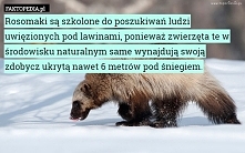 mądre zwierzęta ;)