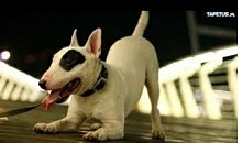 Moja najlepsza rasa .Czy te...