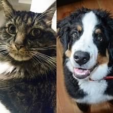 Zazwyczaj leży ze mną w pościeli. Na kocu i z głową na poduszce, oczywiście nie mojej. Tym razem, położył się na dywanie. Zasnął. Do pokoju wkroczyła kolejna dwójka samców, bo h...